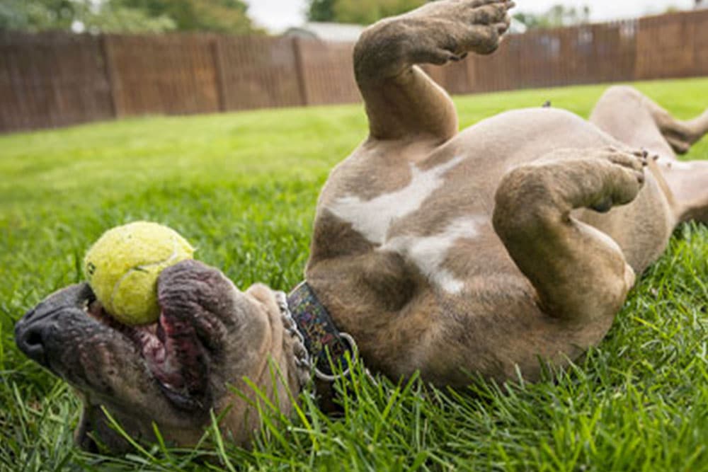 A brown dog lies on its back in the grass with a yellow tennis ball balanced on its nose, looking playful and relaxed in a fenced yard—just the kind of healthy pet any veterinarian would be proud of.