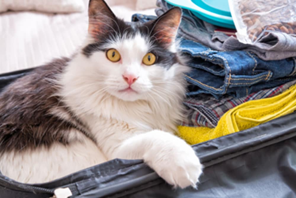 A black and white cat with yellow eyes lies in an open suitcase on top of folded clothes, looking directly at the camera—ready for a trip to the vet or a visit to the veterinarian.