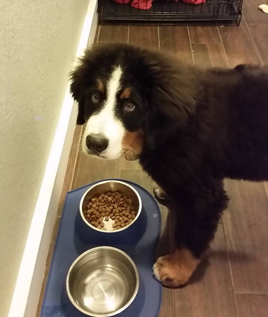 A fluffy black, brown, and white puppy stands next to a blue pet food mat with bowls of water and dry dog food, looking up at the camera with a curious expression—as if waiting for a vet’s approval before taking a bite.