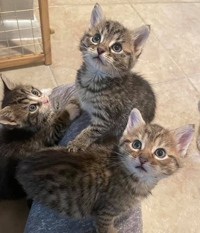 Three small tabby kittens with big blue eyes look up curiously at the camera while sitting on a veterinarian’s lap, indoors on a tiled floor.