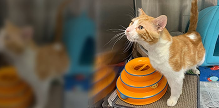 An orange and white cat stands near a blue pet carrier and a yellow stacked toy with balls, gazing upward in a room filled with various pet supplies—perhaps awaiting a visit to the veterinarian.