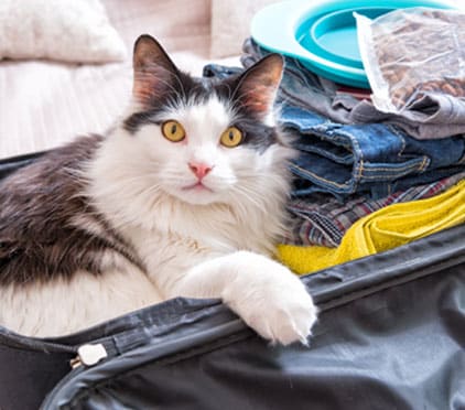 A black and white cat with yellow eyes lies in an open suitcase filled with folded clothes and dishes, looking up at the camera as if waiting for a veterinarian or vet visit before the journey.