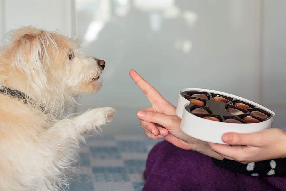 A person holds a heart-shaped box of chocolates, signaling "no" with their finger to a small, fluffy dog reaching toward the treats—just as any responsible vet or veterinarian would advise.