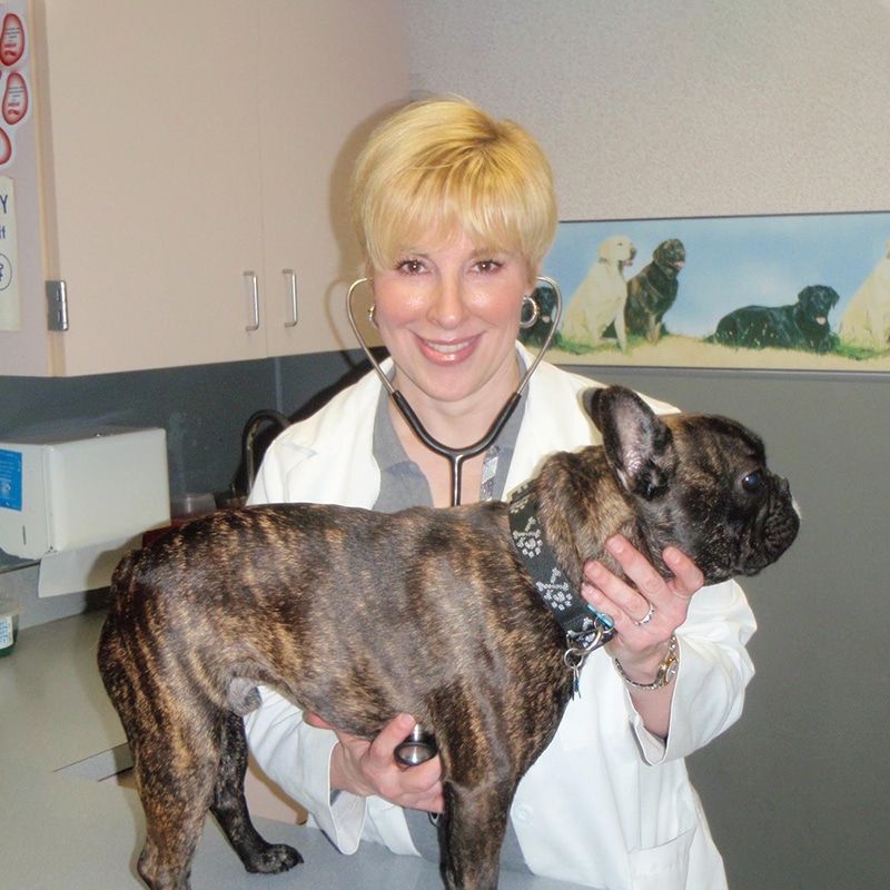 A vet with short blonde hair uses a stethoscope to examine a brindle French Bulldog on an exam table in an animal clinic. Dog illustrations decorate the wall in the background.