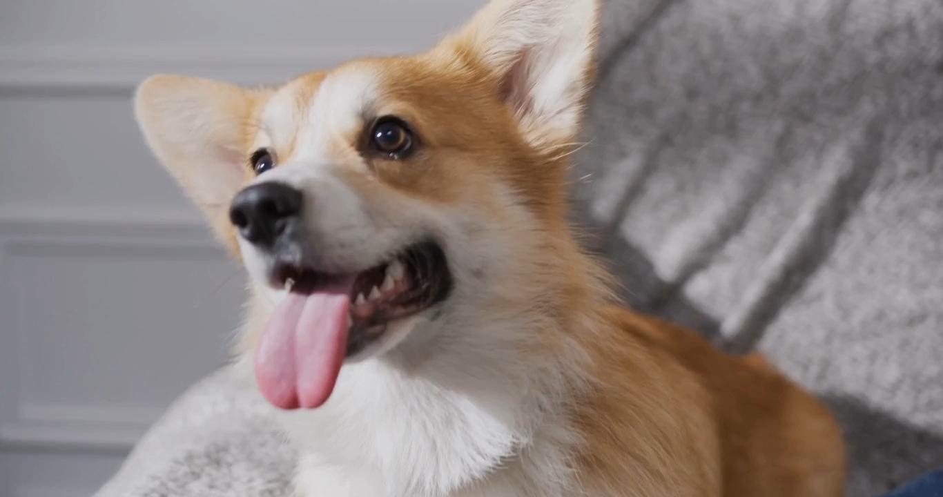 A happy corgi with its tongue out.