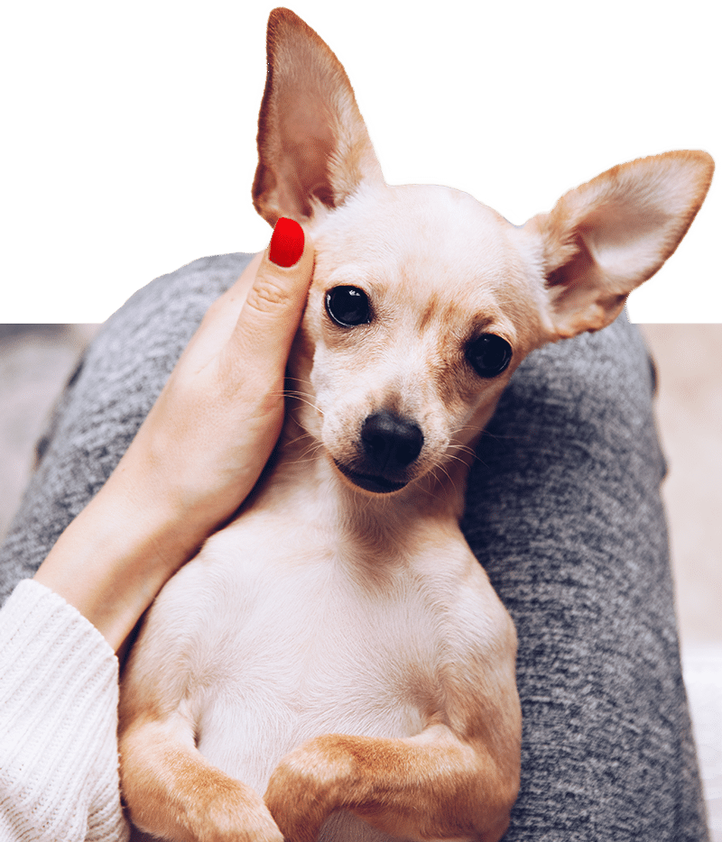 A small tan Chihuahua lies on its back in someone's lap, looking up. A person with red-painted nails, possibly a vet, gently holds the dog’s head while wearing gray pants and a white sweater.