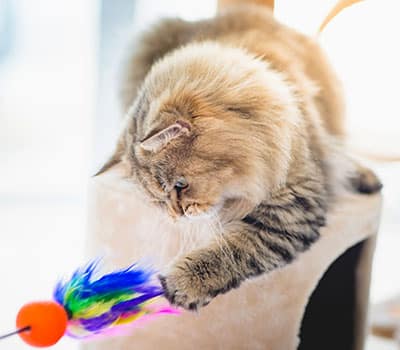 Fluffy brown cat lying on a cat tree, reaching down with its paw to play with a colorful feather toy attached to an orange ball—healthy and happy after a recent checkup with the veterinarian.