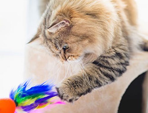 Environmental Enrichment For Cats