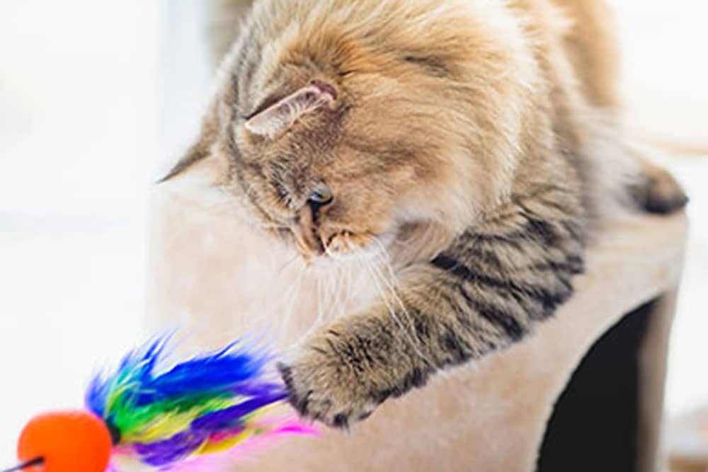 A fluffy brown cat with long fur reaches out its paw to play with a colorful feather toy attached to an orange ball, just as the veterinarian recommended for enrichment.