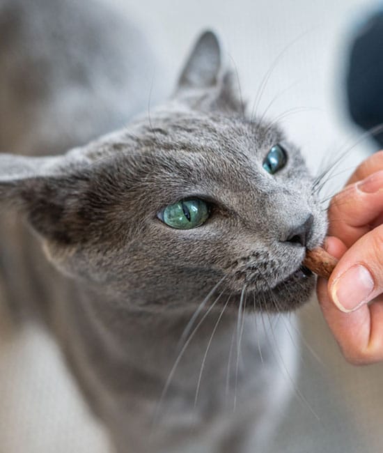 A gray cat with green eyes is being hand-fed a treat by a person, possibly after a vet visit. The cat looks up, focused on the treat.