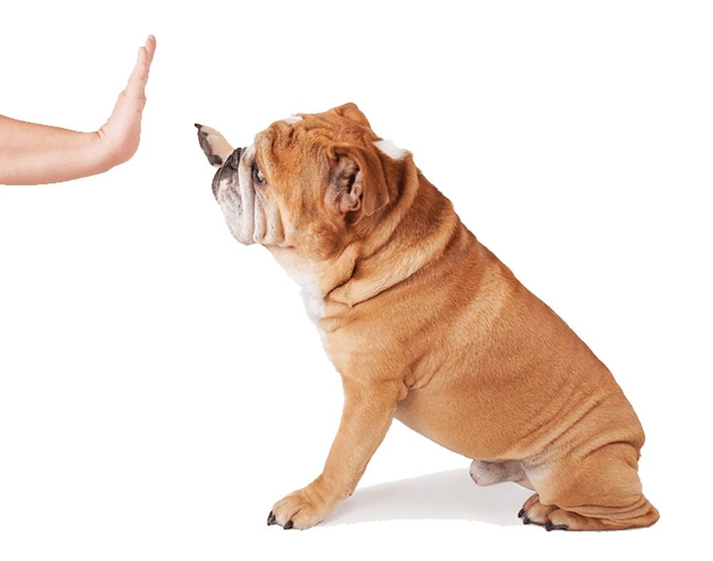 A brown bulldog sits and looks up at a person's outstretched hand, which is raised with the palm facing the dog—just like a vet or veterinarian might do when giving a command or checking its response. The background is white.