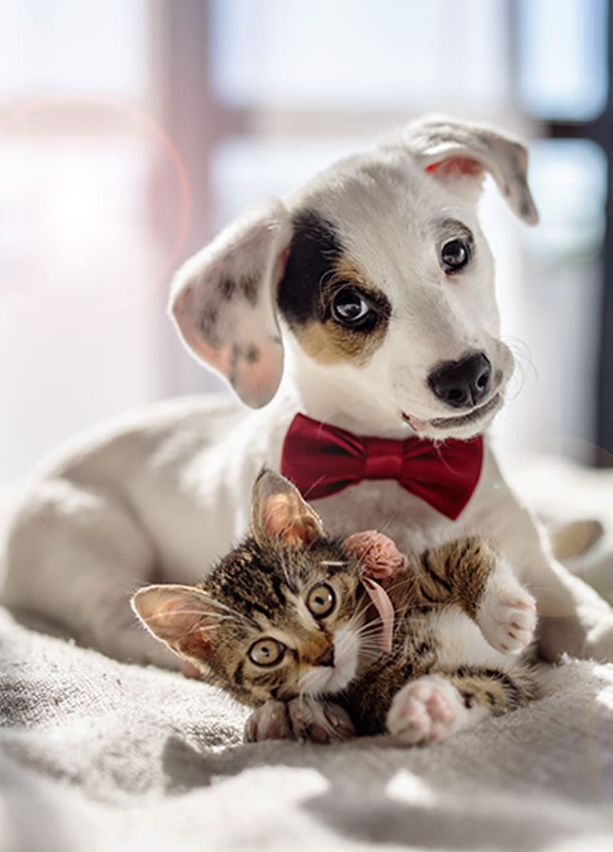 A puppy wearing a red bow tie lying beside a tabby kitten on a soft blanket.