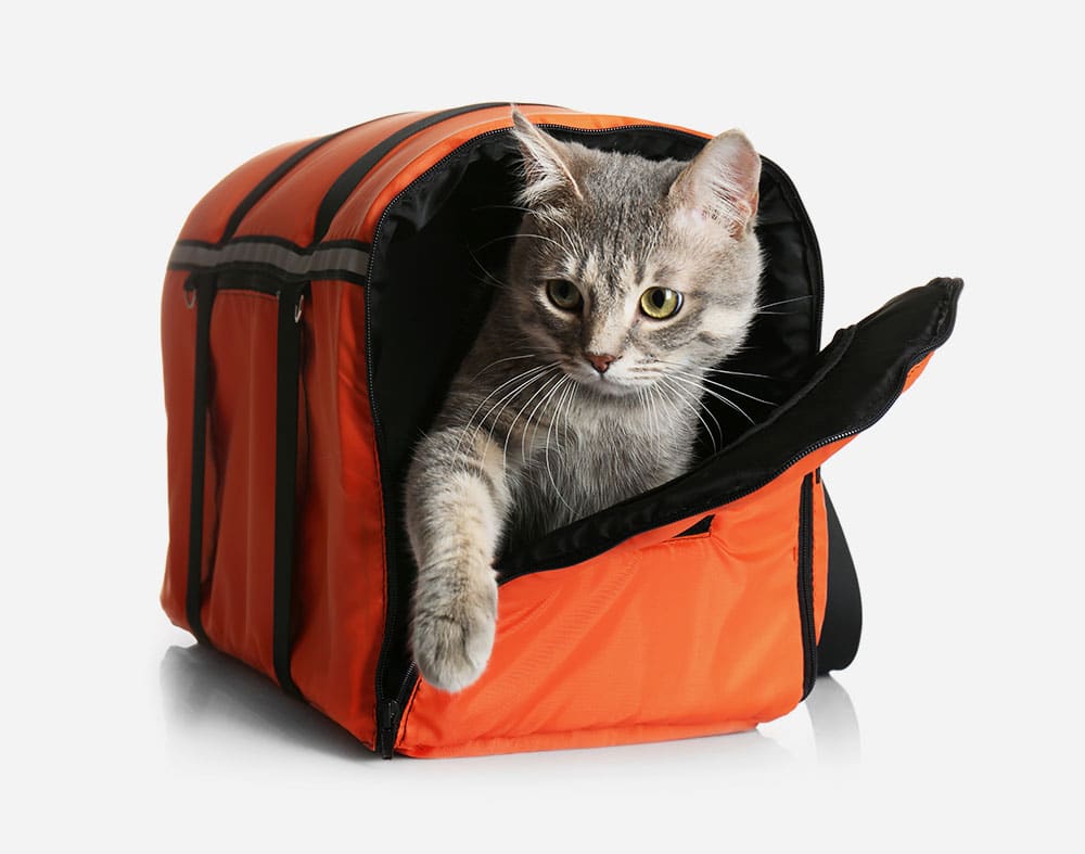 A gray tabby cat with yellow eyes is peeking out of an orange and black pet carrier at the vet, extending one paw outside. The carrier is partially unzipped, and the background is white.