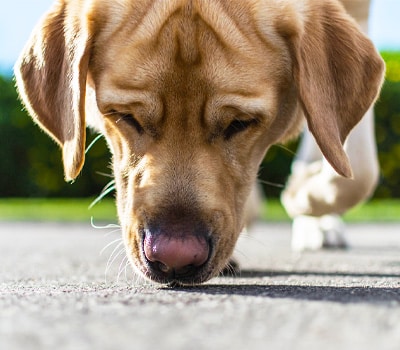 A close-up of a yellow Labrador retriever, recently checked by a veterinarian, sniffing the ground outdoors on a sunny day, with its nose touching the pavement.