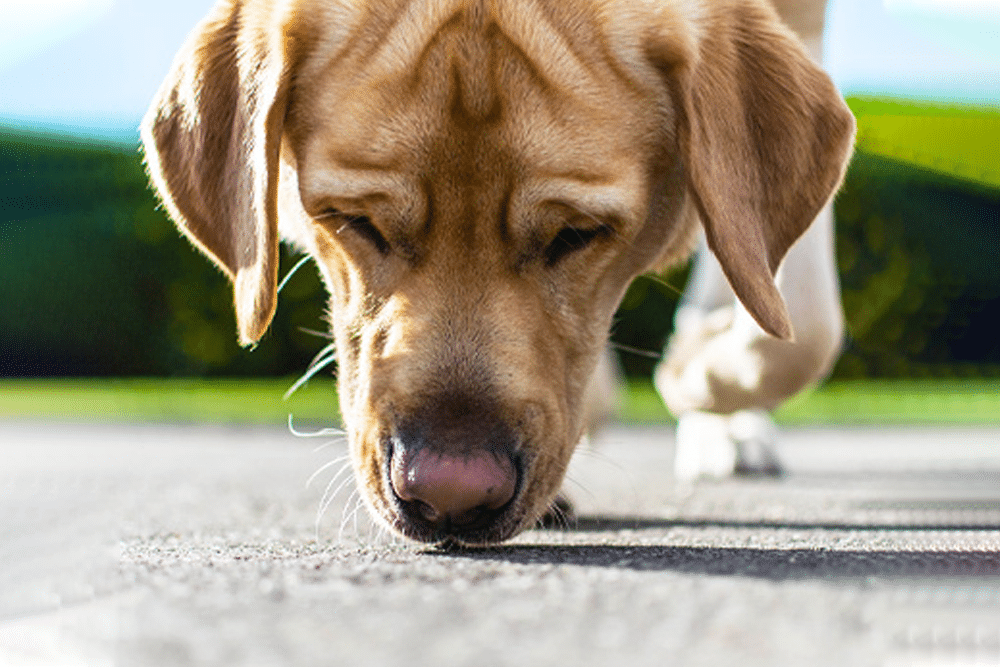 A close-up of a light brown dog sniffing the ground outdoors, its eyes partially closed as if enjoying the moment; the blurred green and blue background hints at a vet-recommended space for safe exploration.