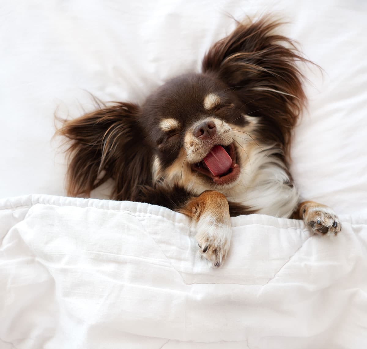 A small brown and white dog lies on its back under a white blanket, eyes closed and mouth open with its tongue out, looking happy and comfortable—like it just had a relaxing visit to the vet.