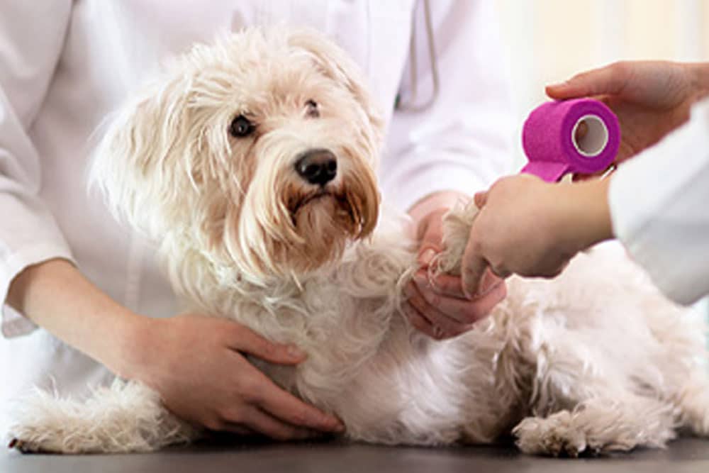 A small white dog lies on an exam table while a veterinarian wraps its front paw with a pink bandage. Another person, likely assisting the vet, gently holds the dog, providing comfort during the procedure.