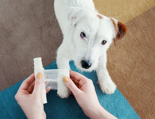 Pet First Aid Kits