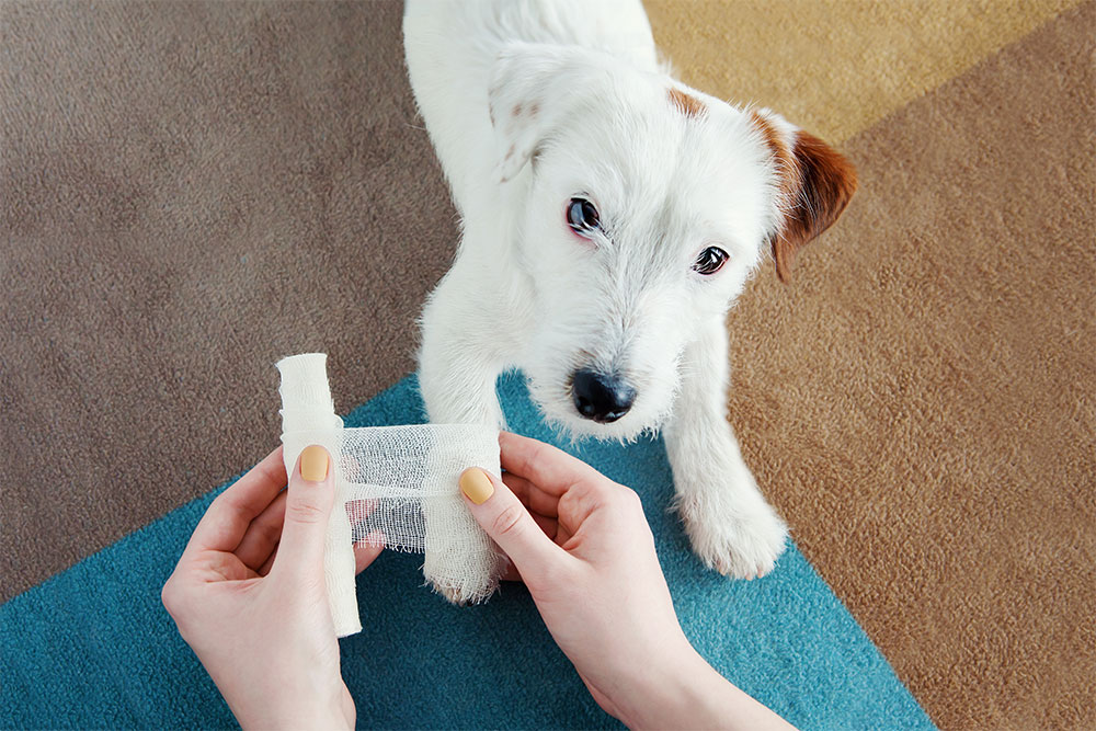 A small white dog with brown spots looks up while a veterinarian wraps its front paw with a bandage, sitting on a colorful, patterned carpet.