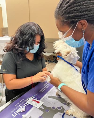 Two women wearing masks care for a small white dog at a veterinary clinic; one holds the dog while the veterinarian prepares a syringe and medical supplies on the examination table.