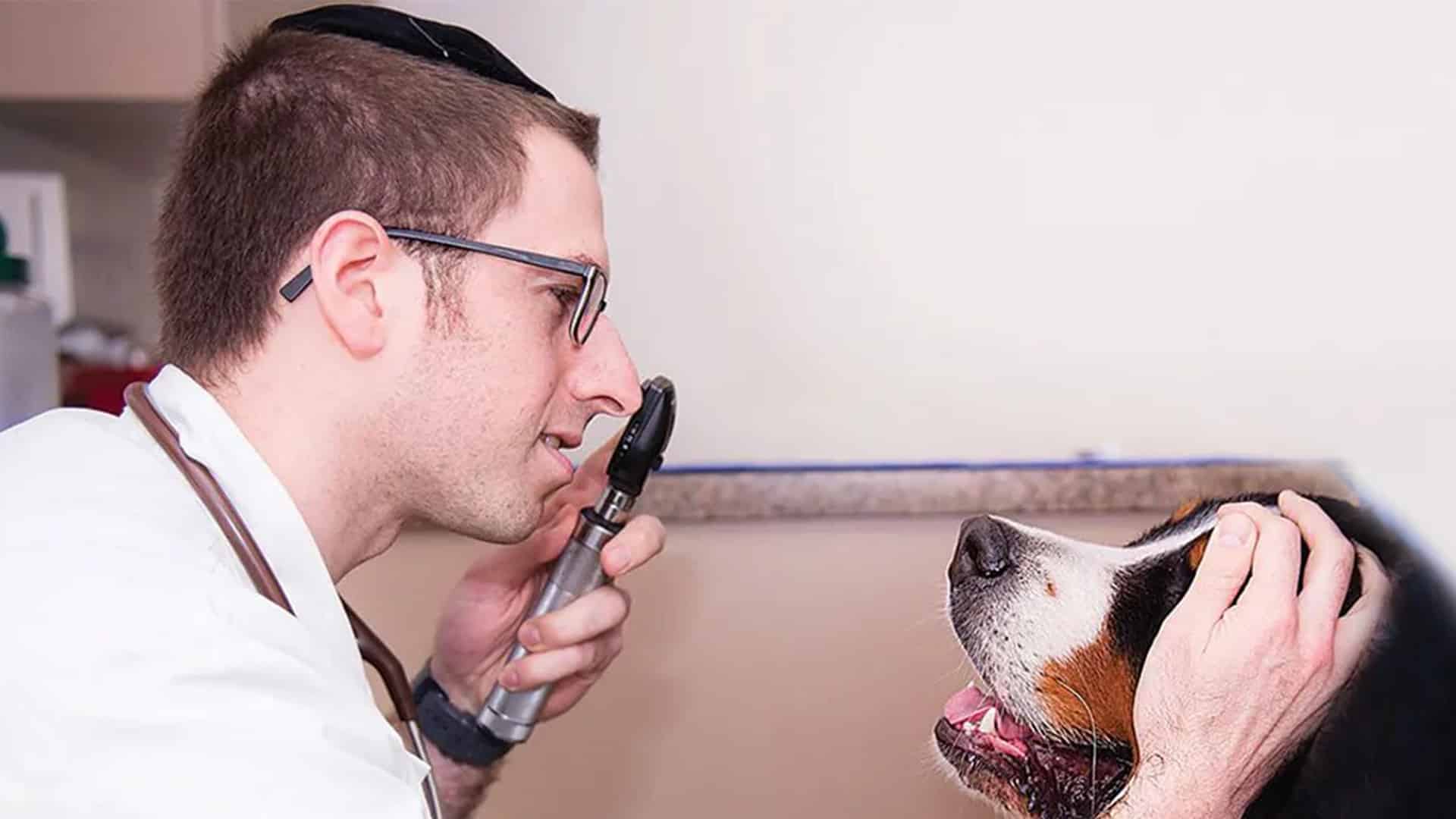 A vet examines a large dog's eye with an ophthalmoscope while gently holding the dog's head, in a clinical setting.