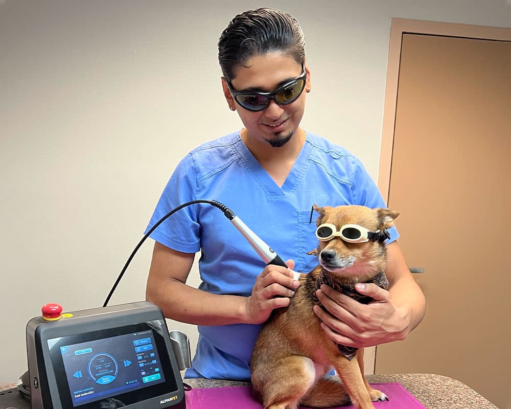 A veterinarian wearing protective glasses uses a handheld laser device on a small dog, which is also wearing goggles, in a clinic setting. The dog sits calmly on a table next to the machine displaying controls.