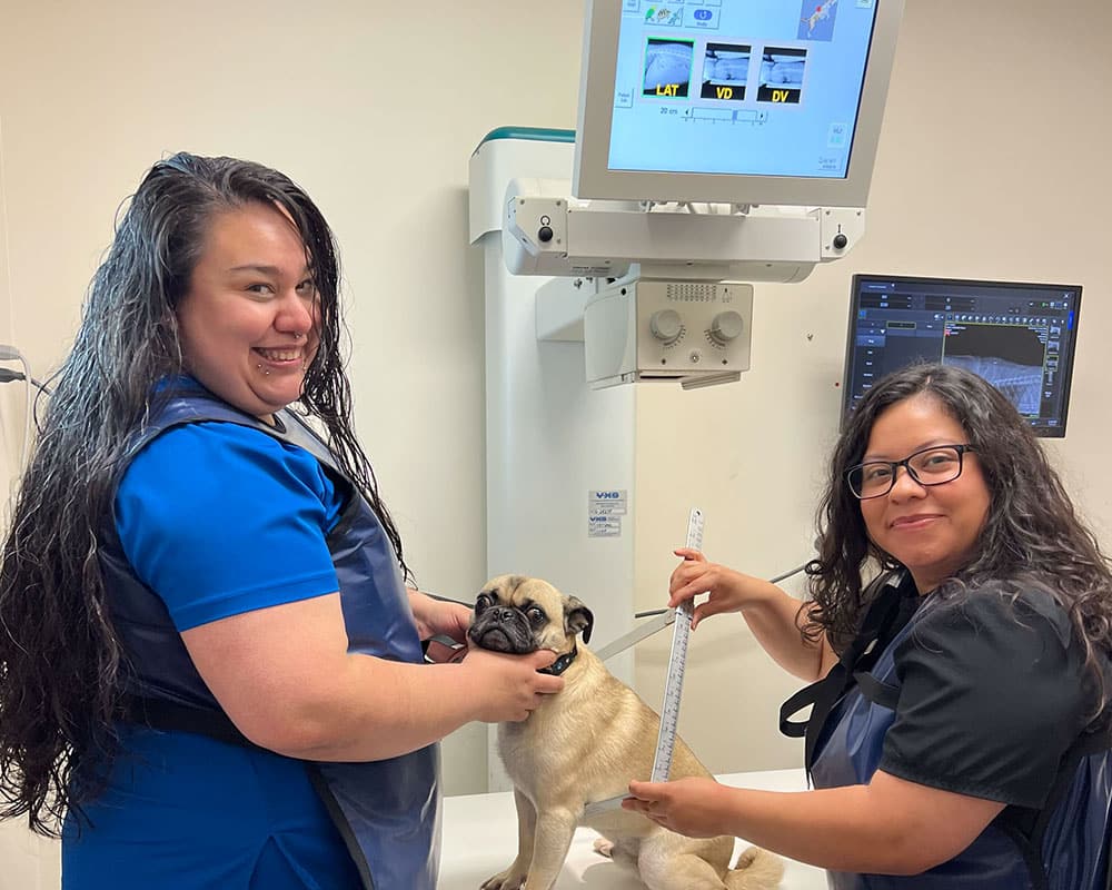 Two women in blue scrubs and protective aprons prepare a small dog for an X-ray, using a ruler to measure, while smiling at the camera. Medical equipment and monitors are visible in the background.