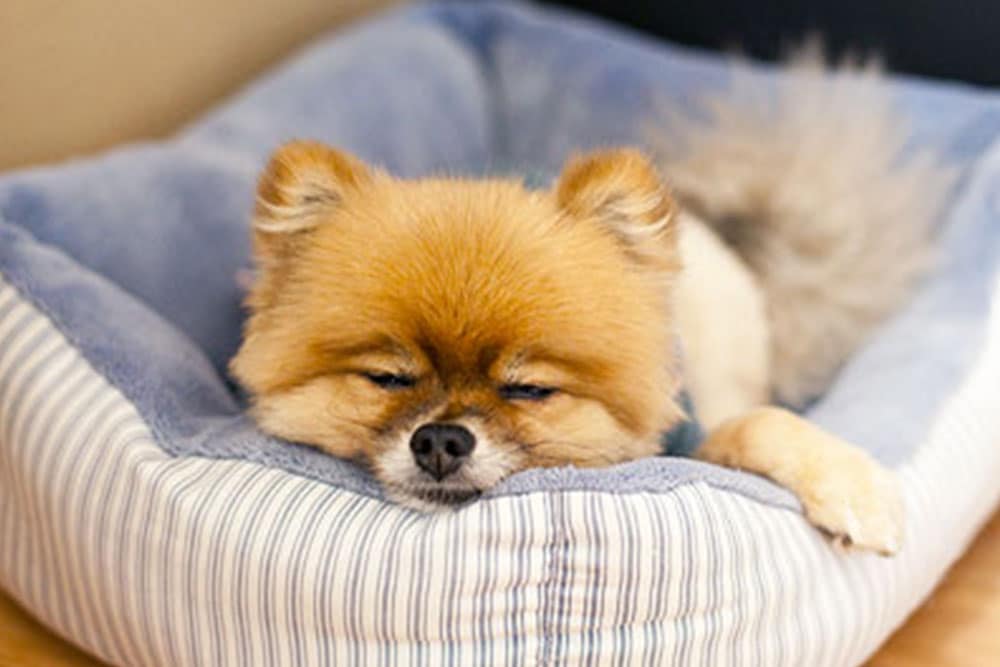 A small, fluffy dog with tan fur is lying in a cozy, striped pet bed, looking sleepy after a recent visit to the veterinarian.