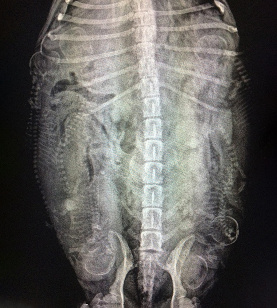 X-ray image showing the torso of an animal, likely a pregnant dog or cat, with multiple visible spines and skulls of fetuses inside the abdomen. A veterinarian might use this image to assess the animal’s spine, pelvis, and fetal development.