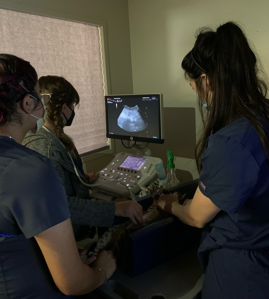 Three veterinarians wearing masks and scrubs perform an ultrasound scan on an animal, as seen on the monitor; the scene takes place in a dimly lit room with medical equipment visible.