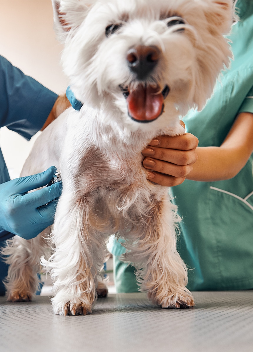 A small white terrier standing on an exam table while two clinicians listen to its chest with a stethoscope.