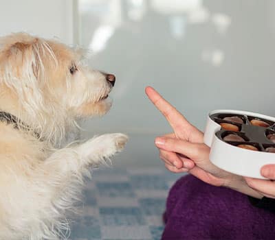 A small, scruffy dog raises its paw while a person, possibly a vet, holds a box of chocolates and gestures "no" with their finger.