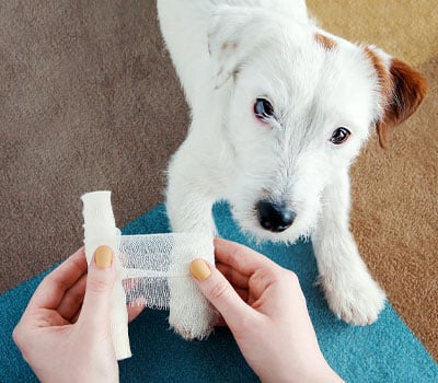 A small white dog with brown markings has its paw bandaged by a veterinarian with light-colored nails, sitting on a blue and brown carpet.