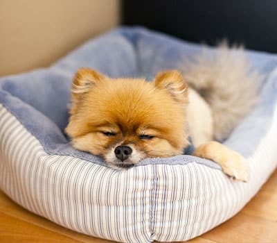 A small, fluffy brown dog is lying in a cozy, striped pet bed with a blue lining, looking sleepy and relaxed after a recent visit to the veterinarian.