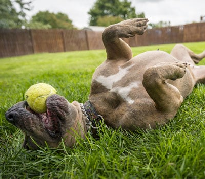 A brown dog lies on its back on green grass, playfully holding a yellow tennis ball in its mouth. The dog looks relaxed and happy in a fenced backyard, showing the perfect health and joy that regular visits to the veterinarian can bring.
