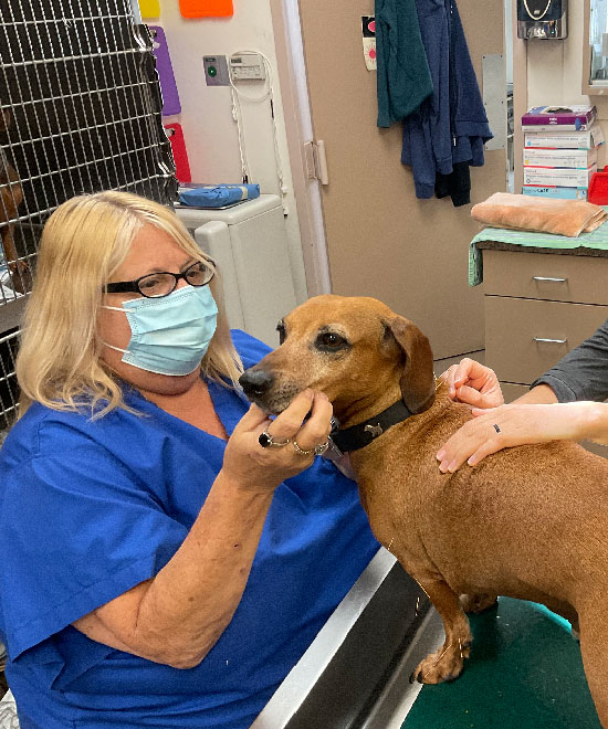 A vet in a blue scrub top and face mask holds a brown dog on an examination table while another person comforts the dog during a check-up at a veterinary clinic.