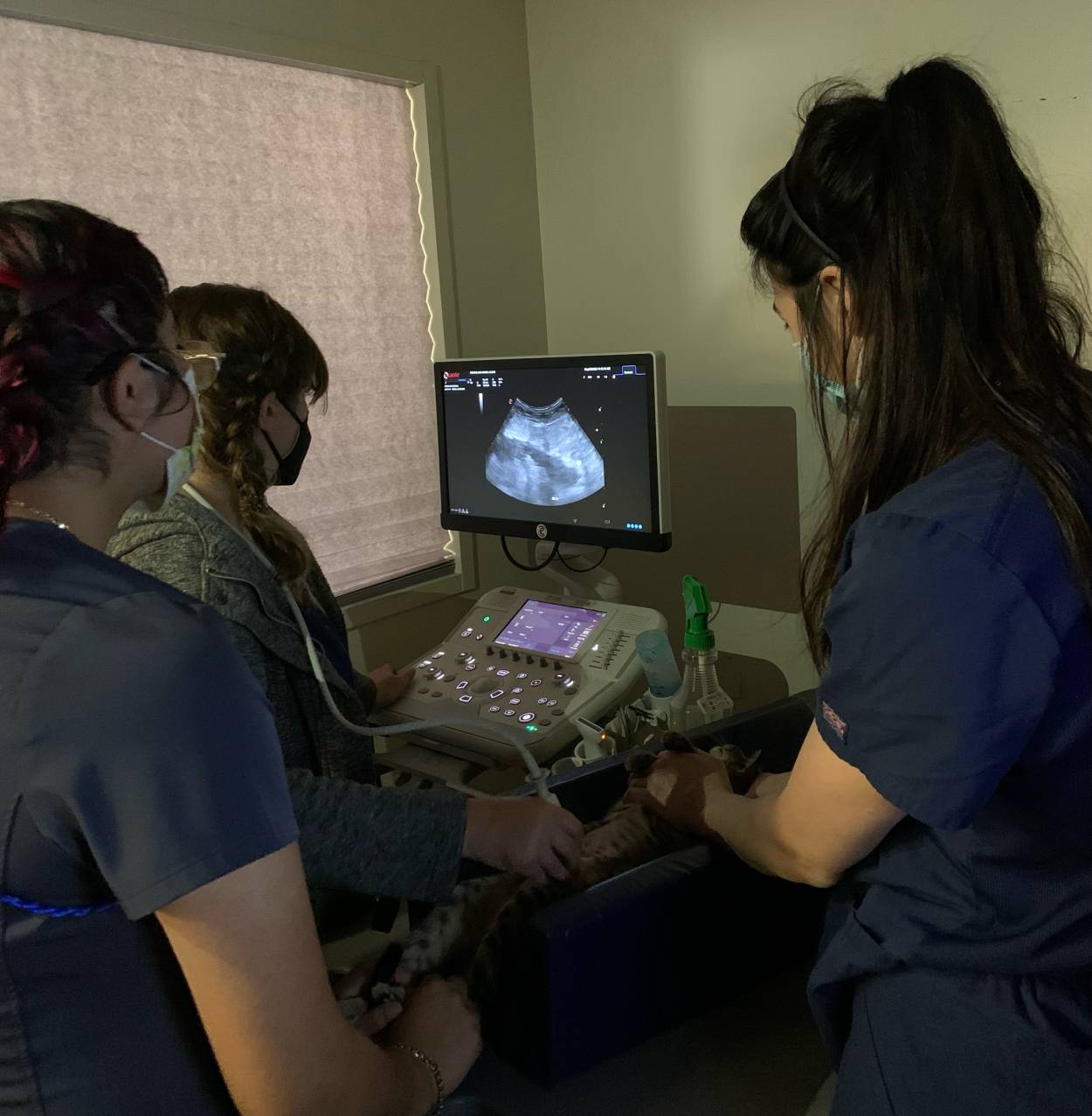Three women, including a veterinarian in scrubs, perform an ultrasound on an animal lying on a table. The ultrasound image is visible on the monitor, and all are wearing face masks.