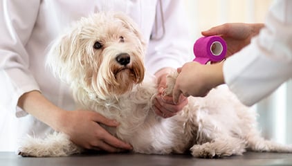 A small white dog lies on a table while a veterinarian wraps its paw with a pink bandage. Another person, likely the vet’s assistant, gently holds the dog, providing comfort during the procedure.