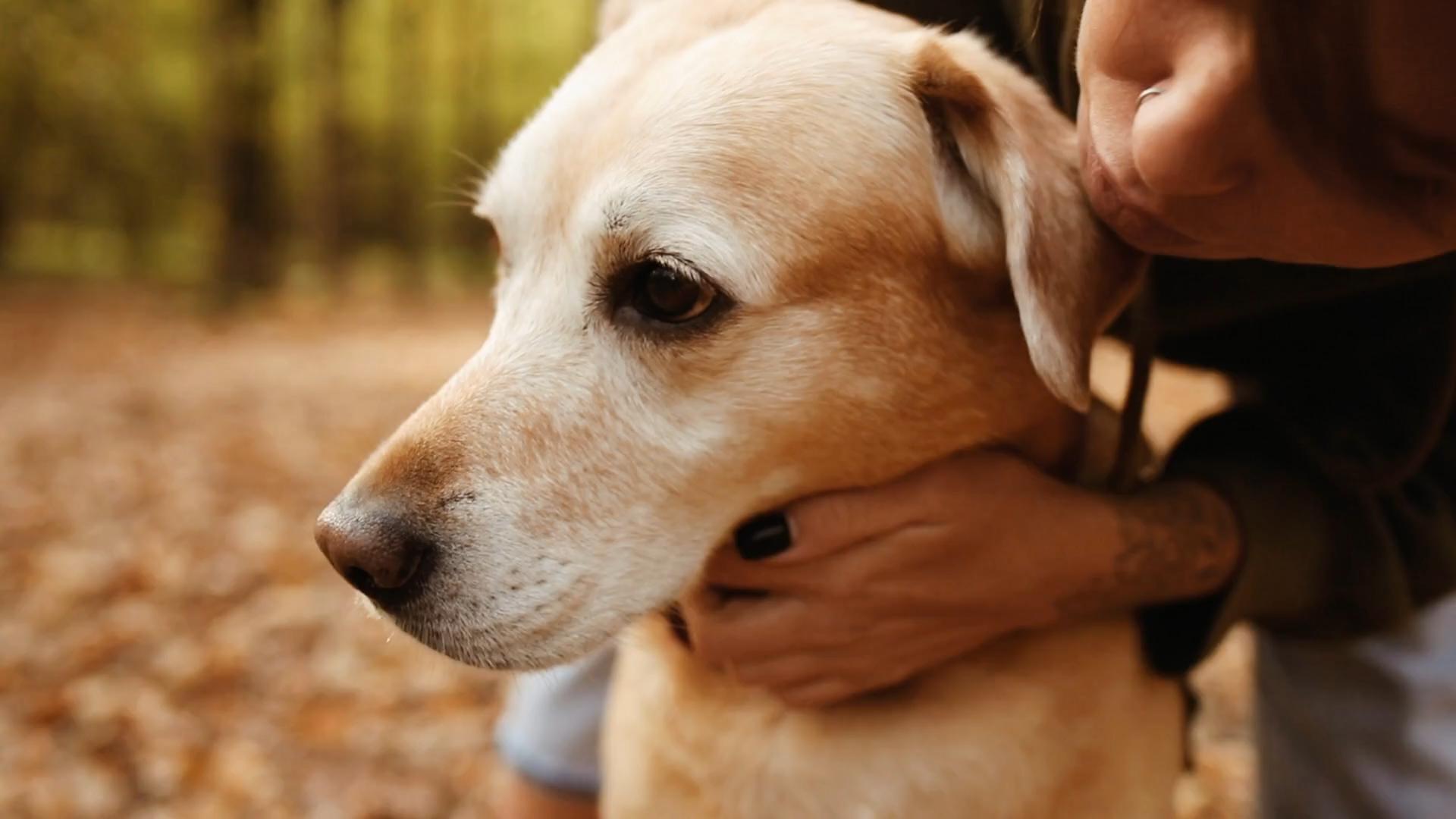 A yellow Labrador being hugged by its owner outdoors on a fall afternoon.