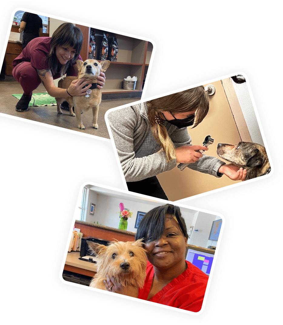 Three photos: a woman kneeling and smiling with a dog, another woman examining a dog's ear like a caring vet, and a woman in a red uniform smiling while holding a small dog in an office setting.