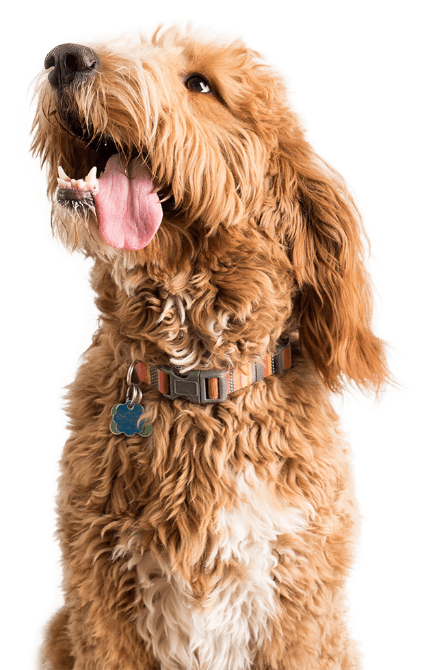 A fluffy, light brown and white dog with curly fur sits facing slightly left, mouth open and tongue out, wearing a striped collar with a blue bone-shaped tag after a visit to the vet.