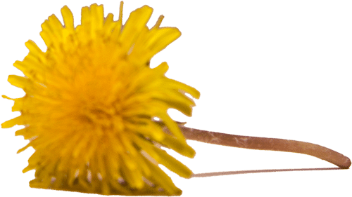 A close-up of a yellow dandelion flower with a thin stem, lying on a light-colored surface—reminiscent of the gentle observations made by a vet. The background is blurred and neutral.